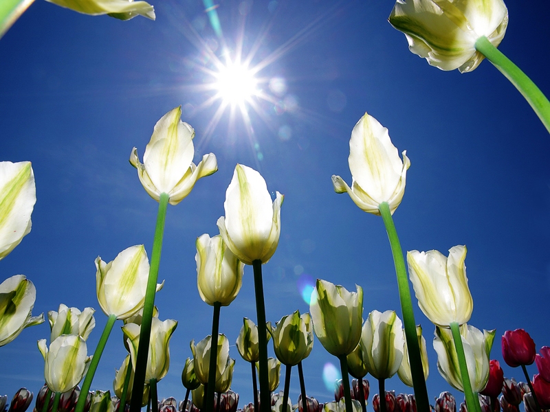 Tulpes. Ata Stundas foto no izstādes.