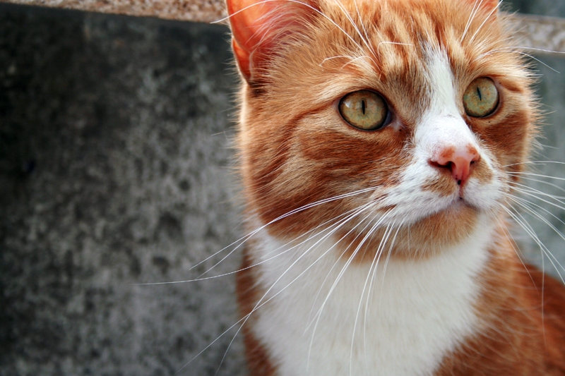 Junkura iecienītākā maltīte ir zivis un gaļa.
Autors: no personiskā arhīva.