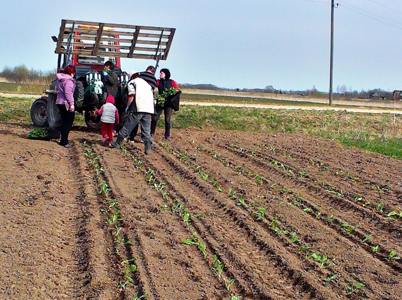 Saimniecībā «Baltiņi» pilnā sparā rit lauku darbi, pagājušajā nedēļā stādīti kartupeļi, ziedkāposti un brokoļi. 
Autors: no personiskā albuma
