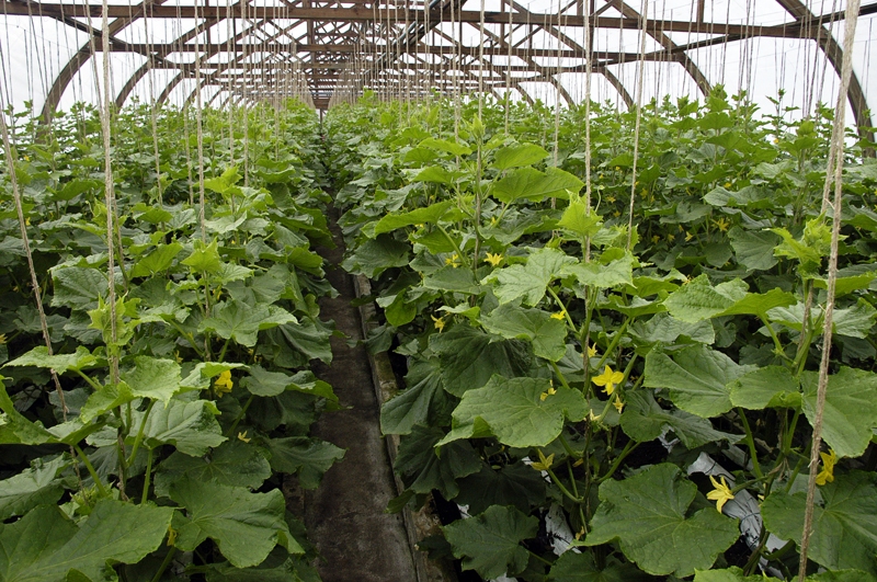 «Ints un Co» siltumnīcās pagājušajā nedēļā novākti ap 200 kilogramu gurķu, šonedēļ plānots 400 – 500 kilogramu ražas birums.
Autors: no «Bauskas Dzīves» arhīva.