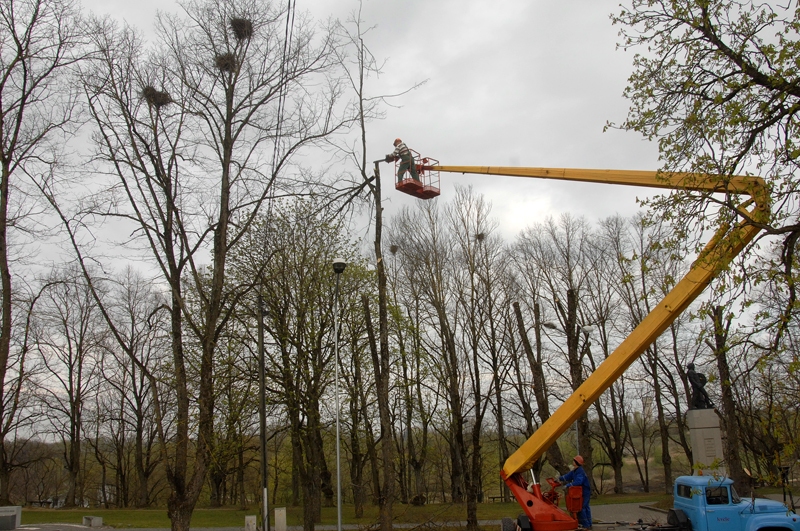 Lielajiem kokiem apzāģē zarus to galotnē. 

Autors: Ivars Bogdanovs
