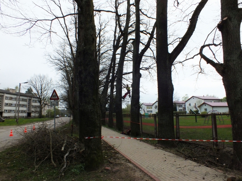 Ozolu vainagu kopšanas kopējās izmaksas ir 12 200 eiro no pašvaldības budžeta līdzekļiem.
Autors: Annija Jakovļeva