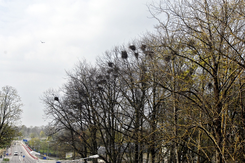 Pilskalna parkam pieeju Bauskā apdraud krauķu kolonijas, kas augstajos kokos izvēlējušās sev ligzdošanas vietas. Cīnoties pret putnu invāziju pilsētā, pašvaldība izvēlējusies gar trotuāriem kokiem apzāģēt galotņu zarus.
Autors: Ivars Bogdanovs