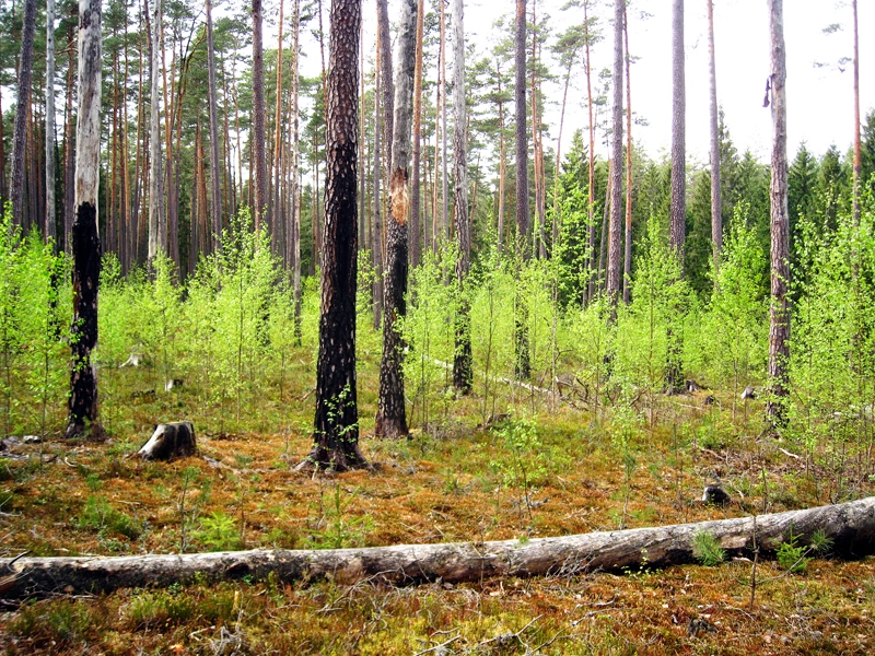 Valles pagastā 2005. gadā kontrolēti dedzinātajā platībā mežaudze atjaunojas galvenokārt ar priedēm un bērziem.
Autors: no «Pūpolu» albuma.