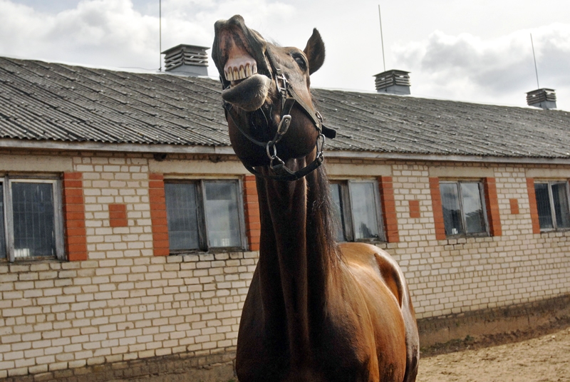 Ērzelis Karpačo no zirgaudzētavas «Zviedru birzes zirgi» Vecumnieku novada Kurmenes pagastā patiesībā nesmejas. Zirgi šādā veidā cenšas pēc iespējas labāk uztvert smaržas.
Autors: Ivars Bogdanovs