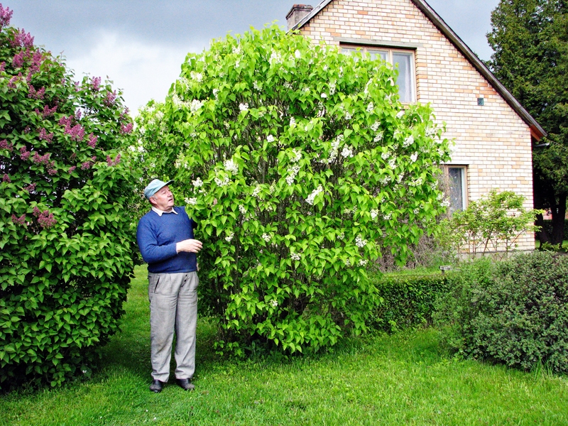 Andrejs Pakalns reizi pa reizei ir meklējis laimi ceriņu ziedlapiņās. Tomēr īstā laime ir kopīgi nodzīvotie gadi ar tuvu cilvēku savā mājā.
Autors: Vilnis Auzāns