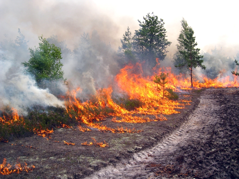 Kontrolētās dedzināšanas procesā Ādažos uguns izplatīta līdz uzartajai un ar ūdeni nolietajai joslai.
Autors: no R. Mežaka albuma.