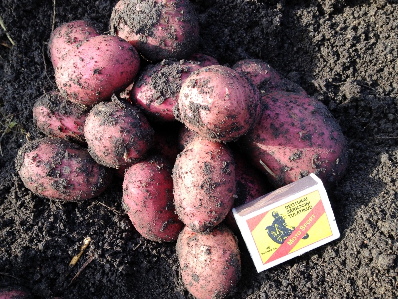 Īpaši agro kartupeļu izmēģinājuma stādījums Māra Narvila dārzā novākts un nogaršots februāra beigās.
Autors: no LLKC albuma.