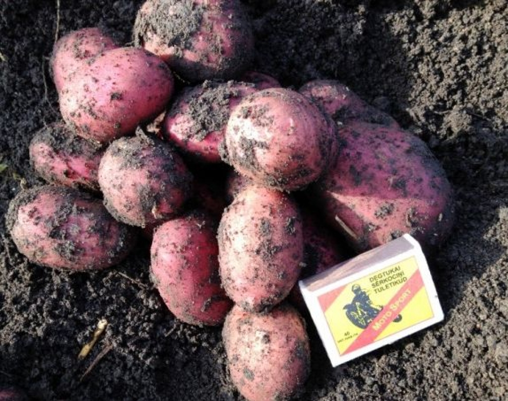 Aluksniesiem.lv raksta attēla aizvietotājs