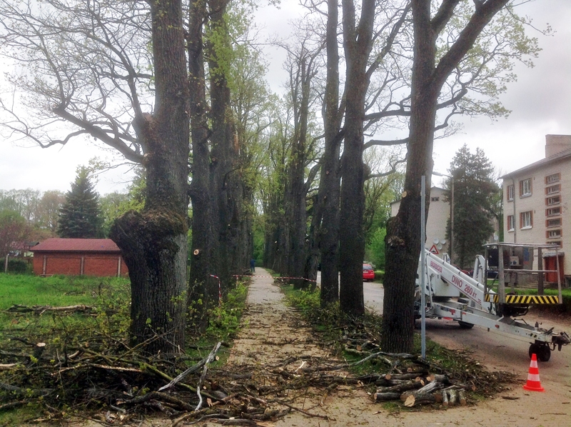 Ozolu aleja atbrīvota no nokaltušiem zariem un ieguvusi jaunu veidolu.
Autors: no arboristu albuma