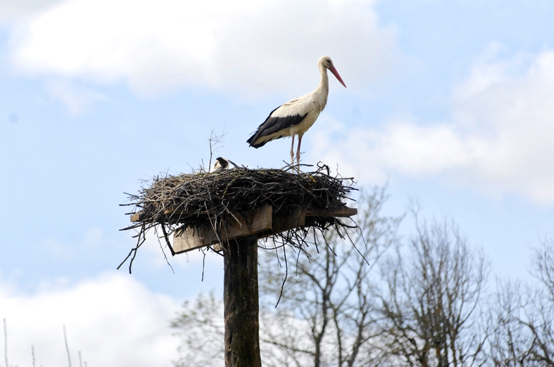 Svēteļa ligzdā staba galā sākusi augt jaunā gājputnu paaudze, arī nemierīgākos laikos atgādinot cilvēkiem, ka dabas ritms neapstājas.
Autors: Ivars Bogdanovs