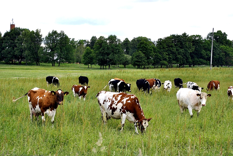 Latvijā pašlaik ir ap 120 tūkstošiem govju. Ar 1. jūniju piena cena ir vidēji 16 centi par kilogramu, savukārt Eiropas Savienībā aprīlī vidējā cena bija 31,3 centi par kilogramu.
Autors: no «Bauskas Dzīves» arhīva.