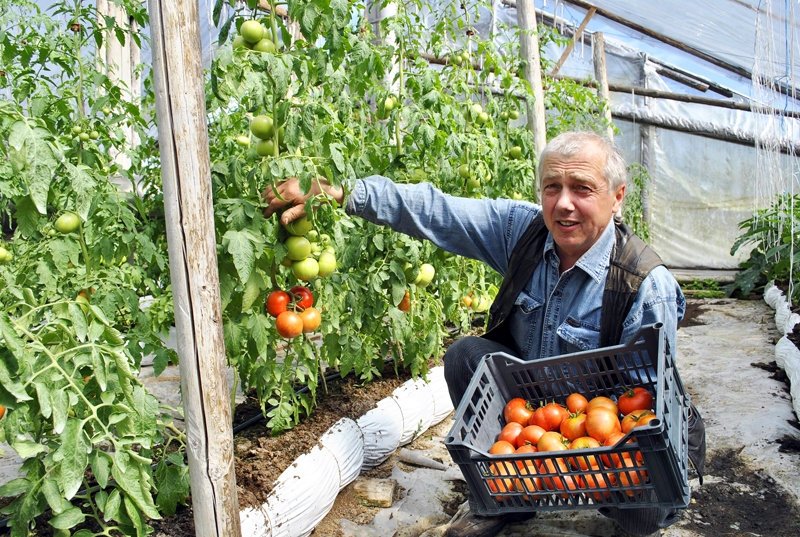 Ražas vākšana tikko sākusies. Lai gan šogad stādīti agrāk, tomāti nesteidzas sārtoties, stāsta «Mazgrāvīšu» saimnieks Andris Bite. 
Autors: Māris Krūmiņš