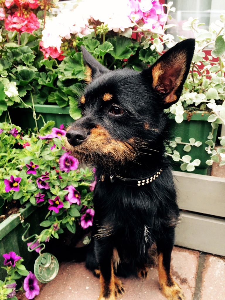 Rodžeram ir bārdiņa, kas to padara īpašu.
Autors: no personiskā albuma.