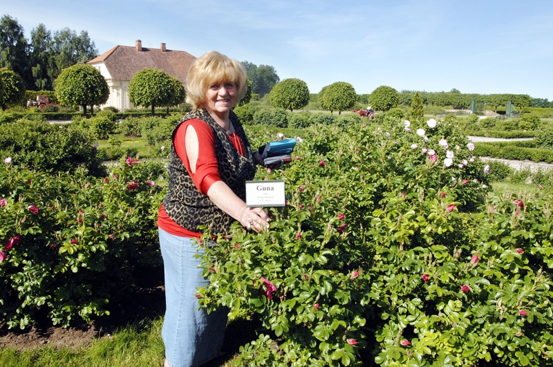 Dainuvīte Brūvere, rožu dārza galvenā speciāliste, priecājas par pirmo parkā iestādīto rozi ‘Guna’.
Autors: Ivars Bogdanovs