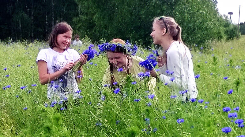 Rudzupuķu vainagi ir sena «Billīšu» Jāņu laika tradīcija. 