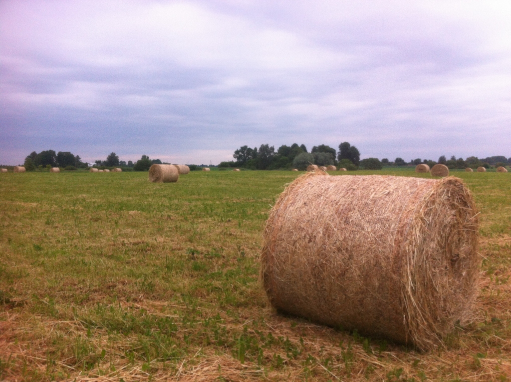 Daļa lauksaimnieku jau pat pilnībā savos laukus veikuši pirmo siena un zaļbarības pļauju un cer, ka vasaras garumā izdosies vēl vismaz pāris reižu nopļaut zāli un  pilnībā nodrošināties ar lopbarības krājumiem ziemai.
Autors: www.bauskasdzive.lv