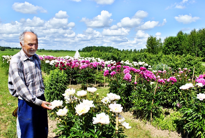 Andreja Lasmaņa piemājas laukā ir apmēram 20 dažādu peoniju šķirņu. 
Autors: Māris Krūmiņš