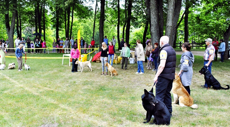 Bauskas pilskalna estrādē. Izstādē varēja skatīt astoņus šķirnes suņus. 
Autors: Māris Krūmiņš
