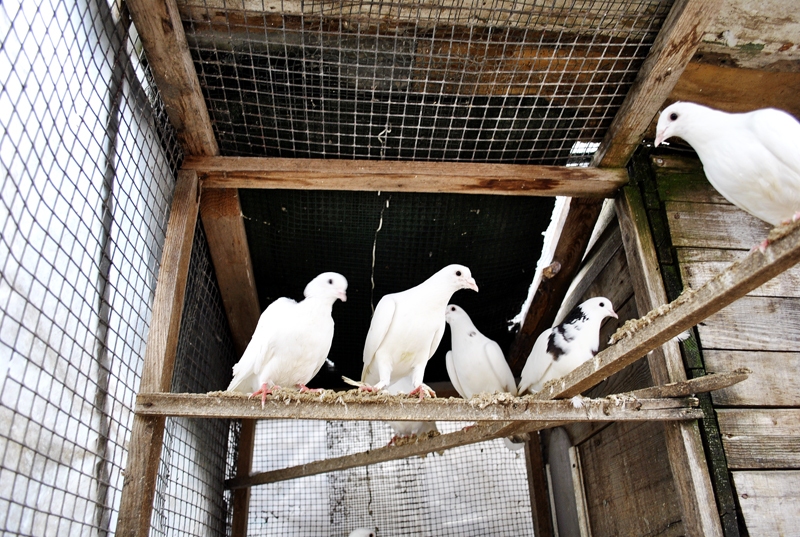 Dūju audzētāja kolekcijā ir 22 dekoratīvie baloži.
Autors:  Māris Krūmiņš