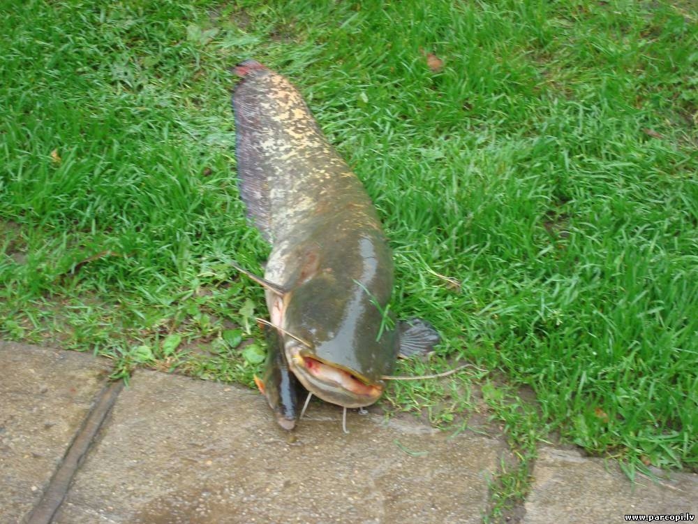 Fotoattēlam ilustratīva nozīme.
Autors: parcopi.lv