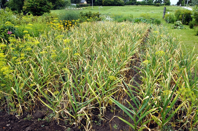 Ķiploki pagājušajā nedēļā daudziem vēl brieda dobēs, gaidot īsto vākšanas brīdi.
Autors: Ivars Bogdanovs