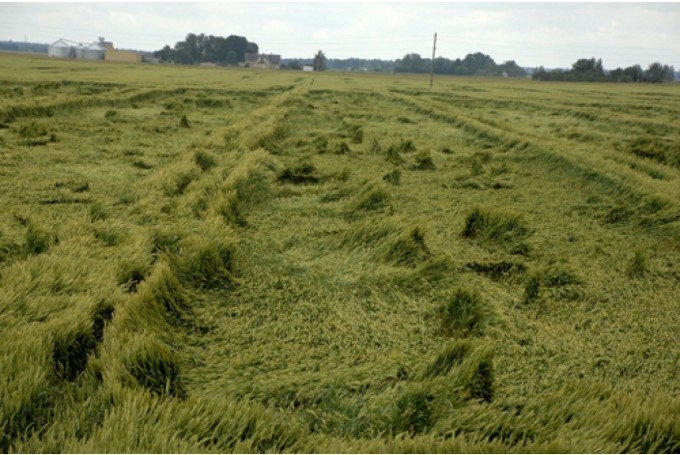 Veldre šogad sējumos ražu var samazināt.
Autors: no «Bauskas Dzīves» arhīva