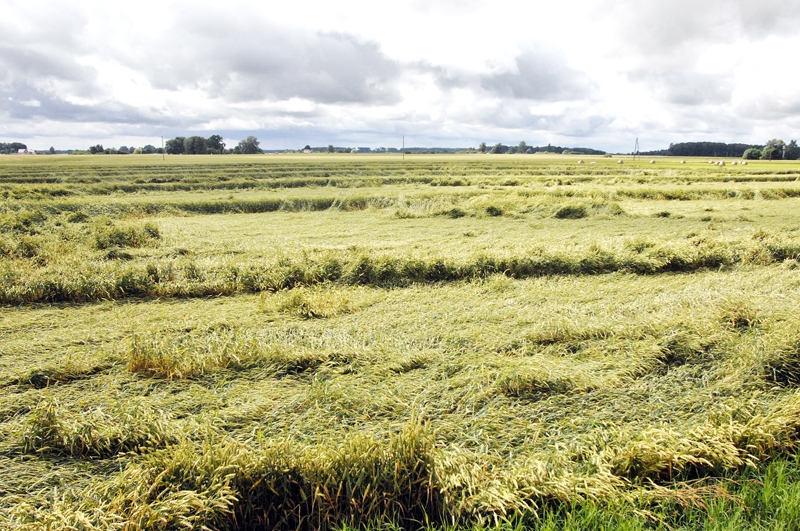Veldre šogad agrās šķirnes ‘Edvīns’ sējumos ražu var samazināt par desmitdaļu.
Autors: Ivars Bogdanovs