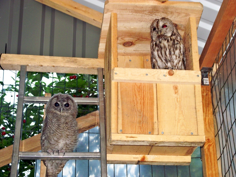 Pūces vakarpusē mostas no miega un kļūst aktīvas.
Autors: Artūrs Dulbe