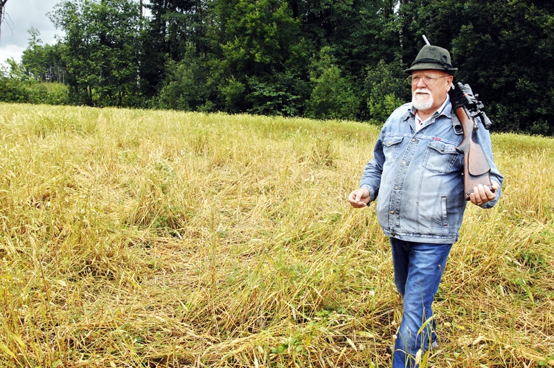 Jānis Bite rāda vietu, kur saimniekojusi mežacūku ģimene – ar kombainu šajā pushektārā vairs nav, ko novākt.
Autors: Ivars Bogdanovs