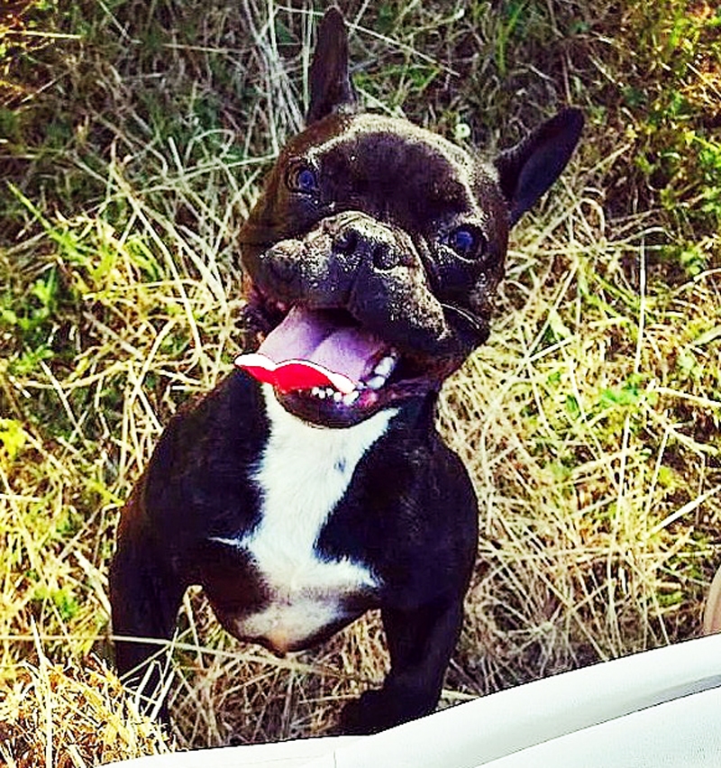 Franču buldogdāma Bafija dāvā daudz prieka un mīlestības saviem saimniekiem.
Autors: no personiskā albuma.