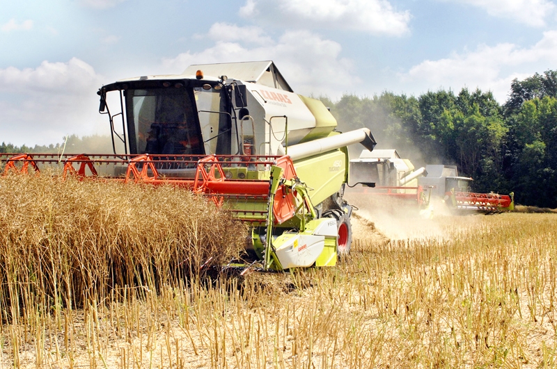 Kombaini strādā Bauskas novada SIA «Ceraukstīte» laukos, krēslā izmantojot spēcīgus prožektorus.
Autors: Ivars Bogdanovs