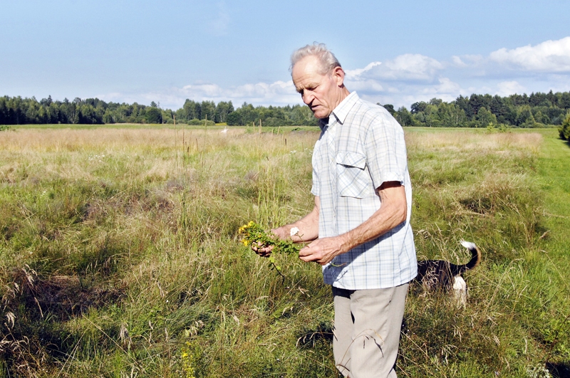Ilmārs Kamaldiņš piemājas pļavā savāc ap desmit sugu veselībai noderīgu augu.
Autors: Ivars Bogdanovs