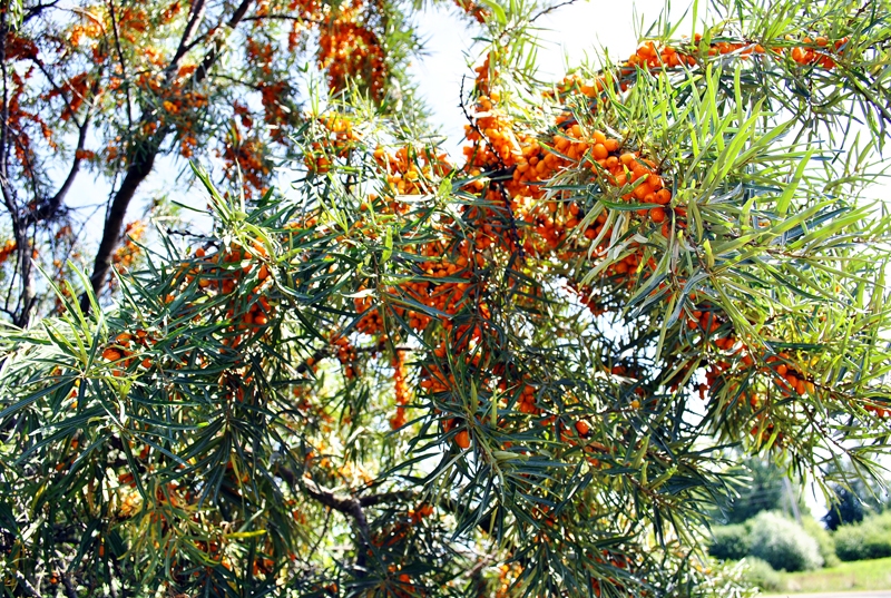 Vērtīgās ogas grūti nolasīt, bet zarus var arī nogriezt un sasaldēt. 
Autors: Māris Krūmiņš