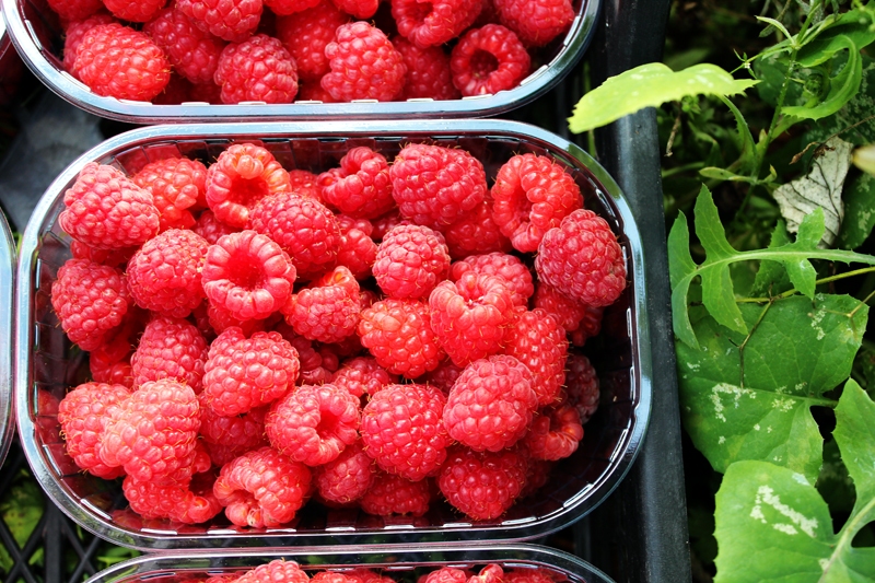 Rudens avenes sakrājušas vasaras sauli.
Autors: no personiskā albuma