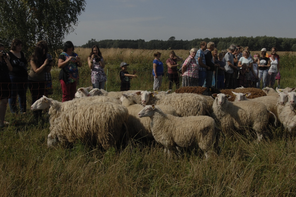 Autors: Ivars Bogdanovs