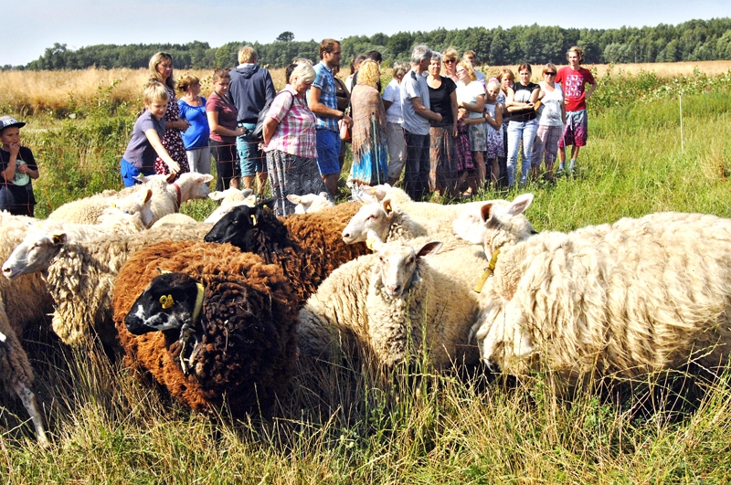 Piena aitas Ilutas Straģes sētā mīt otro gadu, gādājot veselīgu izejvielu sieram un saldējumam.
Autors: Ivars Bogdanovs