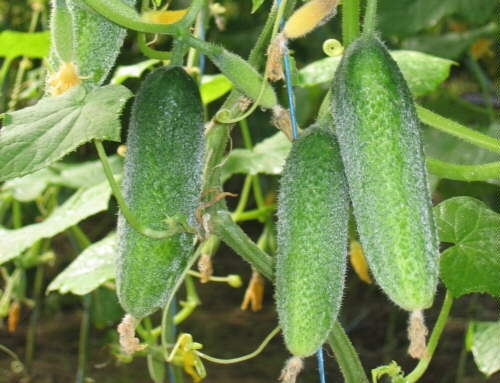 Fotoattēlam ilustratīva nozīme.
Autors: latgaleslaiks.lv