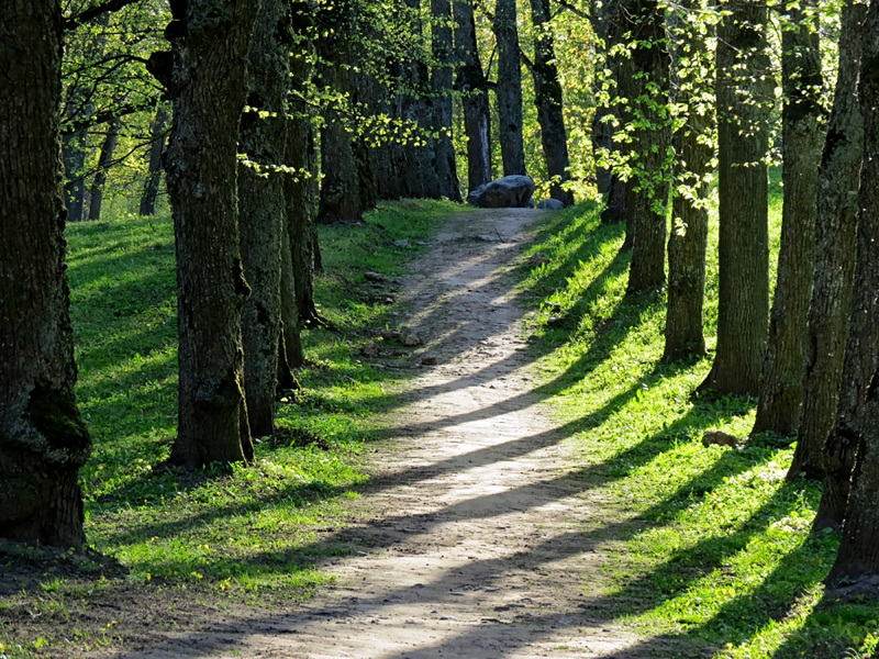 Dižkoku daudz ir Iecavas parkā.
Autors: no dziedava.lv.