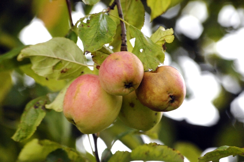 Ābolu kvalitāti ietekmējusi sausā vasara. 
Autors: Ivars Bogdanovs
