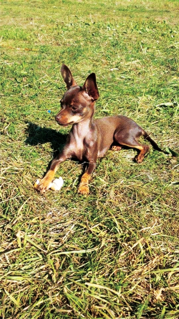 Lola, nepilnus četrus mēnešus veca.
Autors: no personiskā albuma.