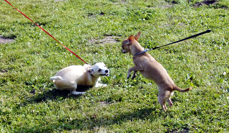 Abi suņuki varbūt apreibuši no niknuma par pasaules kārtību?
Autors: Ivars Bogdanovs