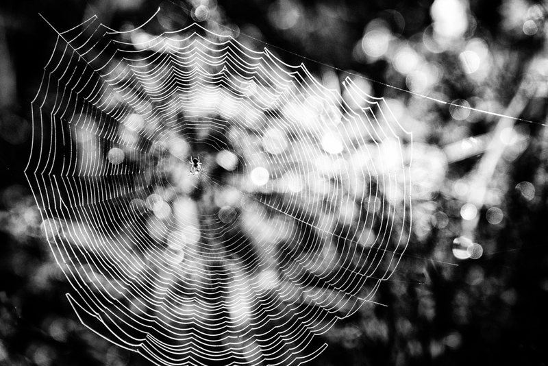 Tīklā...
Autors: Arnis Indriks