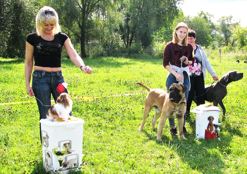 Suņu izstādē Bauskā sestdien godalgas saņēma mazais čivava, spēcīgais bulmastifs un vācu dogs.
Autors: Vilnis Auzāns