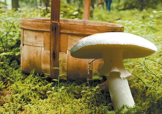 Fotoattēlam ilustratīva nozīme.