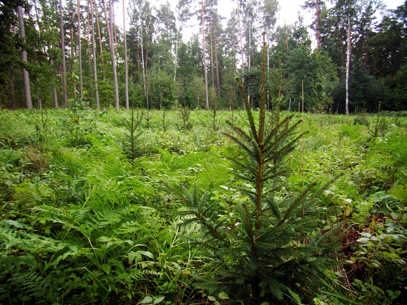 Jaunajā Eiropas fondu periodā finansējumu var iegūt jaunaudžu stādīšanai un sakopšanai.
Autors: no «Bauskas Dzīves» arhīva