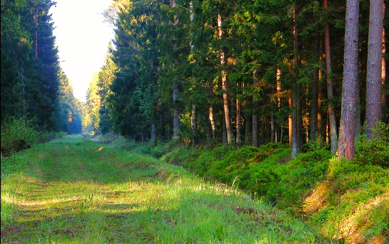 Stigai jābūt labi pārredzamai, attīrītai no kokiem un garās zāles, veicinot medību drošību.
Autors: no personiskā albuma.