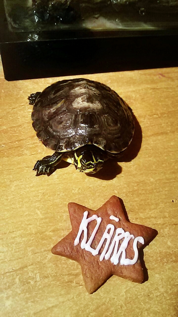 Klārks ticis pie savas Ziemassvētku piparkūkas.
Autors: no personiskā albuma.