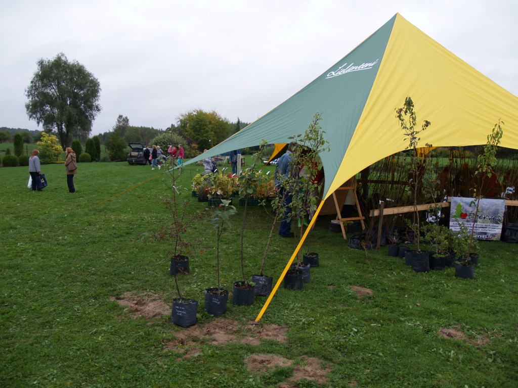 «Dzērvēs» pulcējās augļu un ogulāju stādu pircēji, dārzkopji bija atbraukuši apgūt zināšanas.
Autors: Antra Ērgle