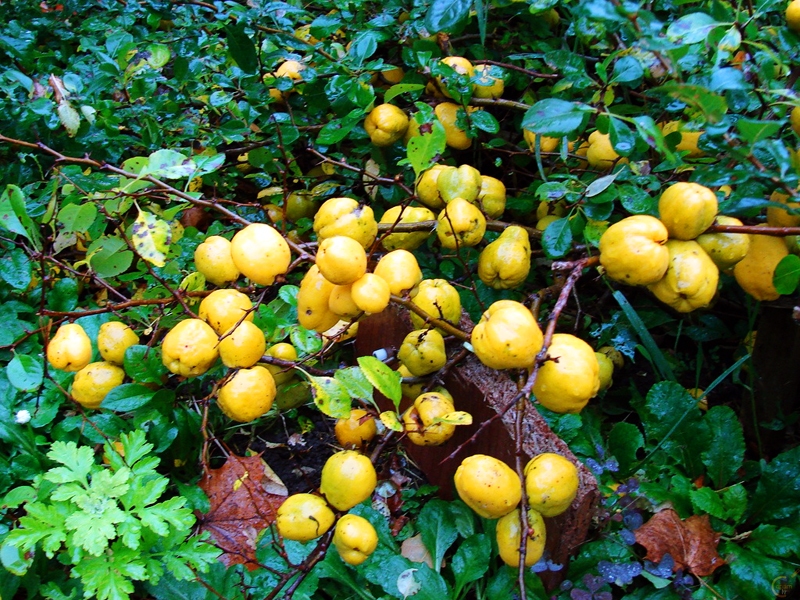 Labais laiks ļāva novākt bagātu cidoniju ražu.
Autors: no arhīva